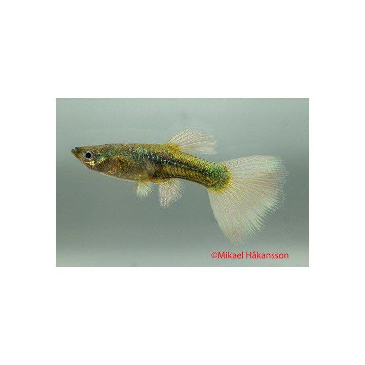 Miljoonakala naaras platinumelephant ear 3-4,5 cm -