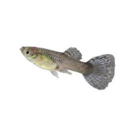 Miljoonakala naaras norsunkorva cobra 3-4,5 cm -
