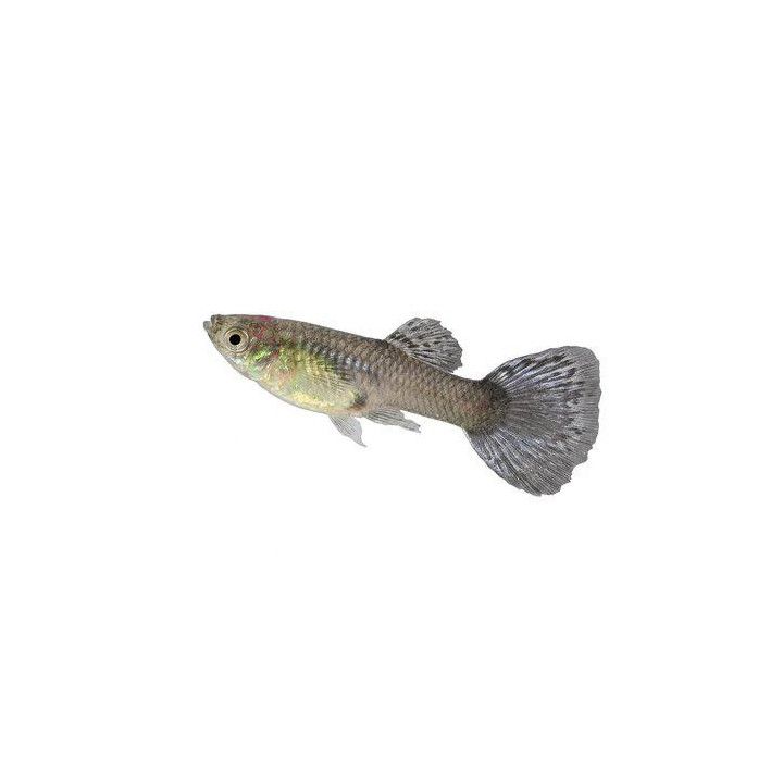 Miljoonakala naaras norsunkorva cobra 3-4,5 cm -