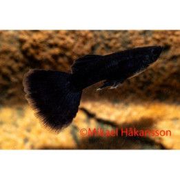 Miljoonakala koiras full black 3-4,5 cm -