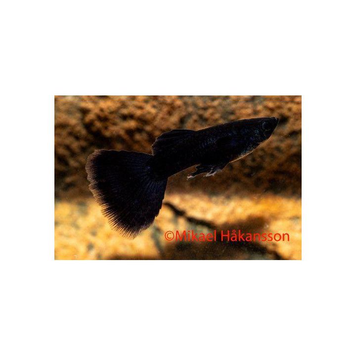 Miljoonakala koiras full black 3-4,5 cm -