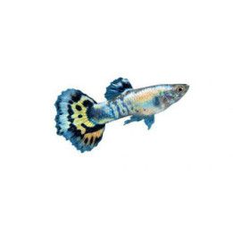 Miljoonakala koiras luminux leopardi 3-4,5 cm -