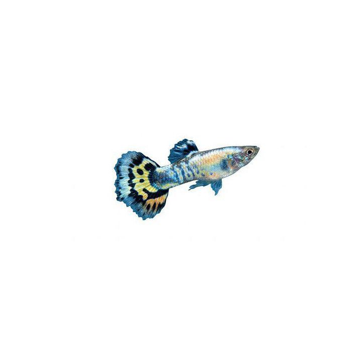 Miljoonakala koiras luminux leopardi 3-4,5 cm -