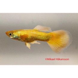 Miljoonakala koiras norsunkorva 24k gold 3-4,5 cm -