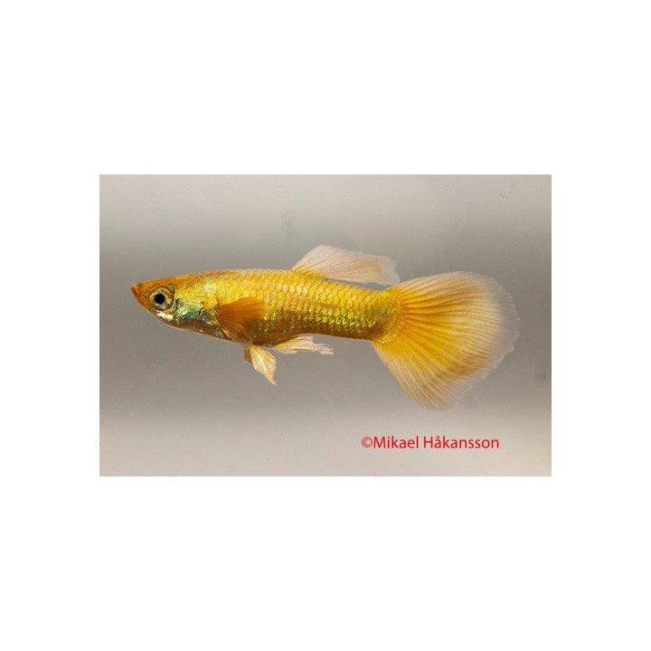 Miljoonakala koiras norsunkorva 24k gold 3-4,5 cm -