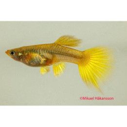Miljoonakala naaras norsunkorva 24k gold 3-4,5 cm -