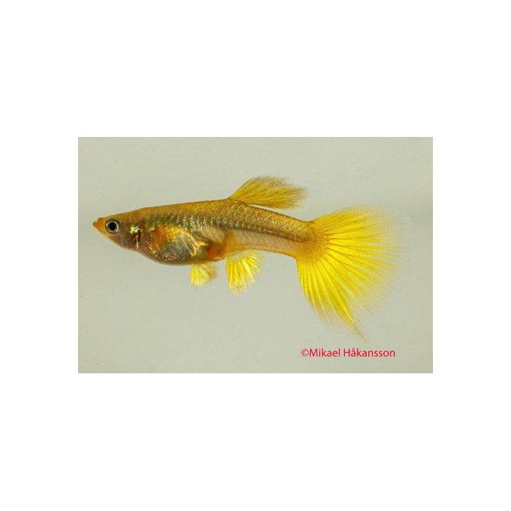 Miljoonakala naaras norsunkorva 24k gold 3-4,5 cm -