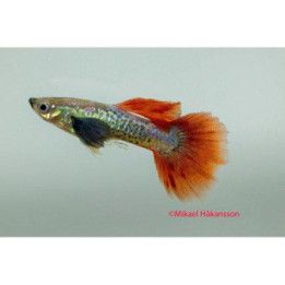 Miljoonakala koiras norsunkorva red cobra 3-4,5 cm -