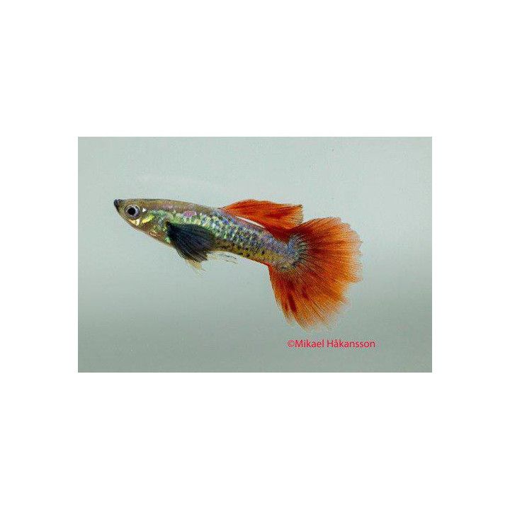 Miljoonakala koiras norsunkorva red cobra 3-4,5 cm -
