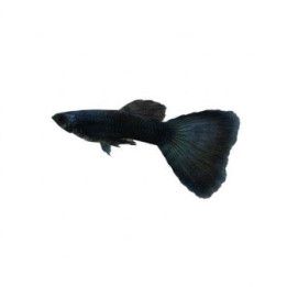 Miljoonakala koiras moscow green 3-4,5 cm -