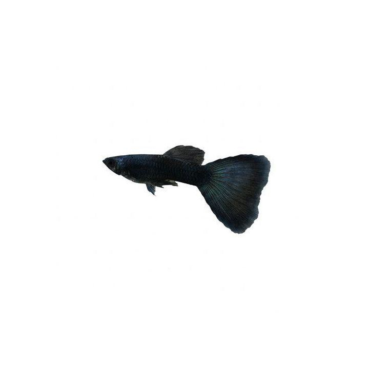 Miljoonakala koiras moscow green 3-4,5 cm -