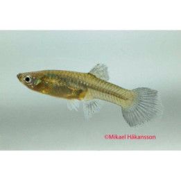 Miljoonakala naaras moscow green 3-4,5 cm -