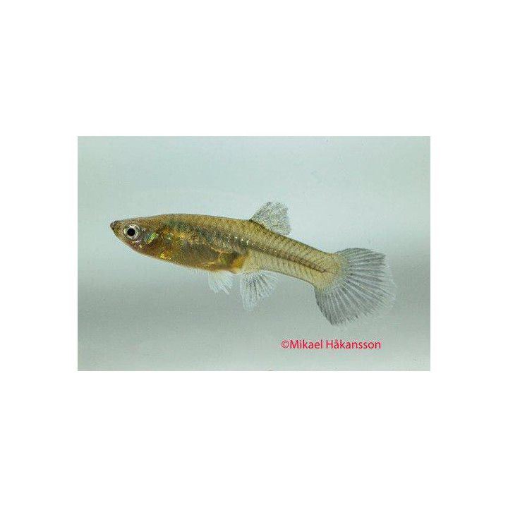 Miljoonakala naaras moscow green 3-4,5 cm -