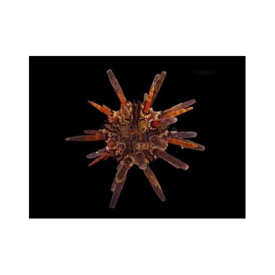 Eucidaris tribuloides - Mine Urchin