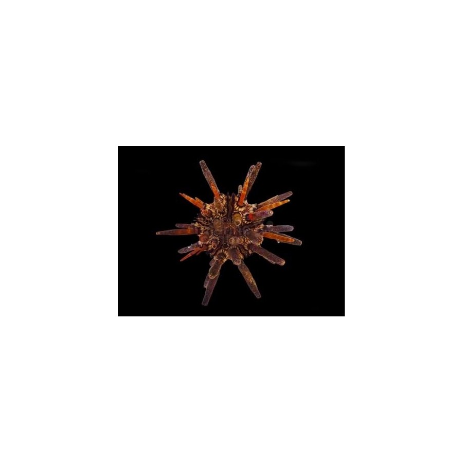 Eucidaris tribuloides - Mine Urchin