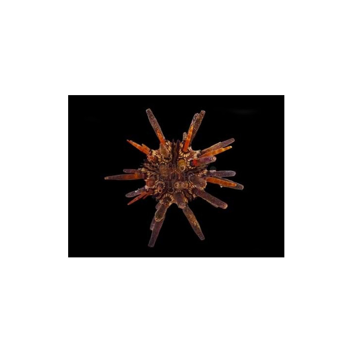 Eucidaris tribuloides - Mine Urchin