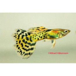 Miljoonakala koiras leopardi 3-4,5 cm -