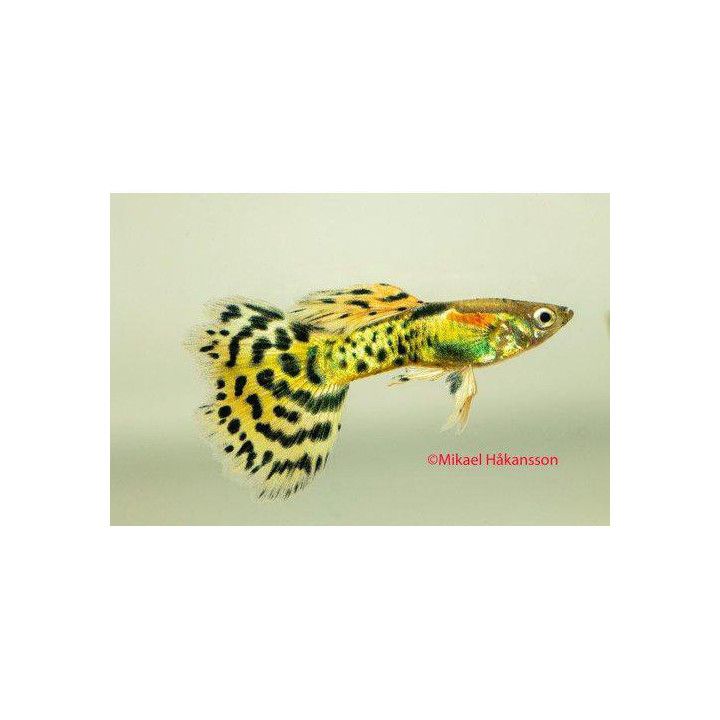 Miljoonakala koiras leopardi 3-4,5 cm -