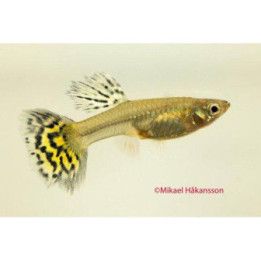 Miljoonakala naaras leopardi 3-4,5 cm -