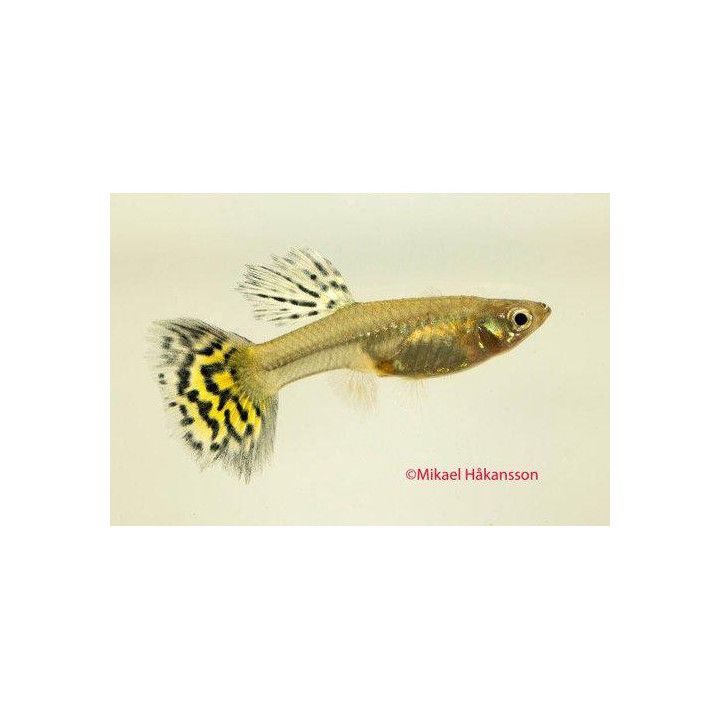 Miljoonakala naaras leopardi 3-4,5 cm -