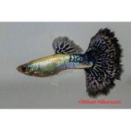 Miljoonakala koiras navy blue cobra 3-4,5 cm -