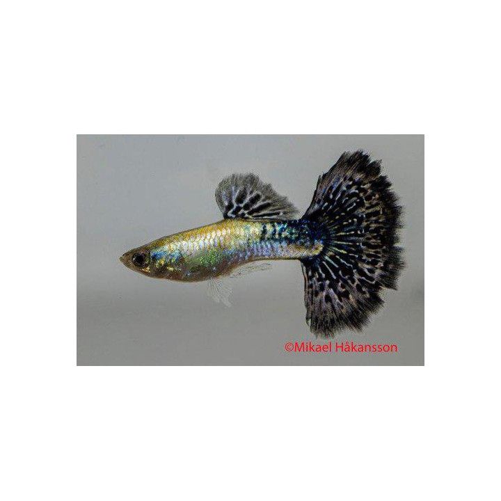 Miljoonakala koiras navy blue cobra 3-4,5 cm -