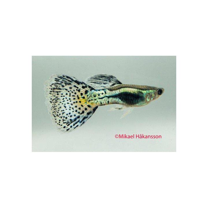 Miljoonakala koiras blue grass pyrstö 3-4,5 cm -