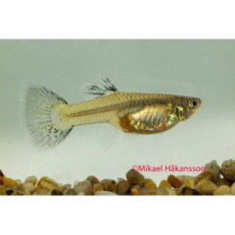 Miljoonakala naaras blue grass pyrstö 3-4,5 cm -