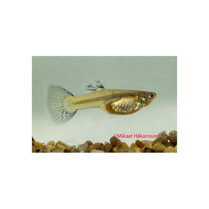 Miljoonakala naaras blue grass pyrstö 3-4,5 cm -