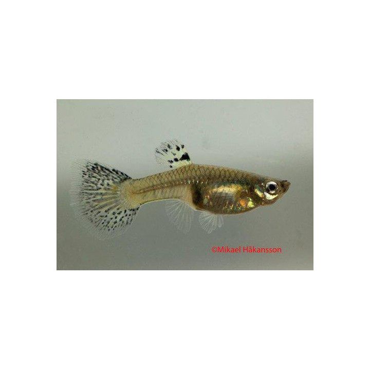 Miljoonakala naaras red grass pyrstö 3-4,5 cm -