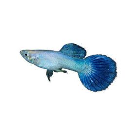 Miljoonakala koiras luminousblue 3-4,5 cm -