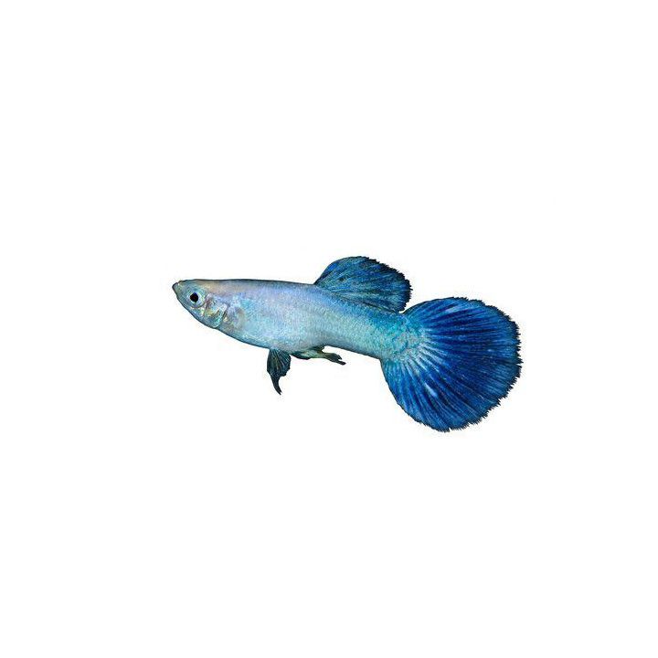 Miljoonakala koiras luminousblue 3-4,5 cm -