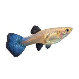 Miljoonakala naaras luminousblue 3-4,5 cm -
