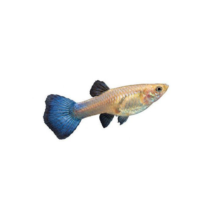 Miljoonakala naaras luminousblue 3-4,5 cm -