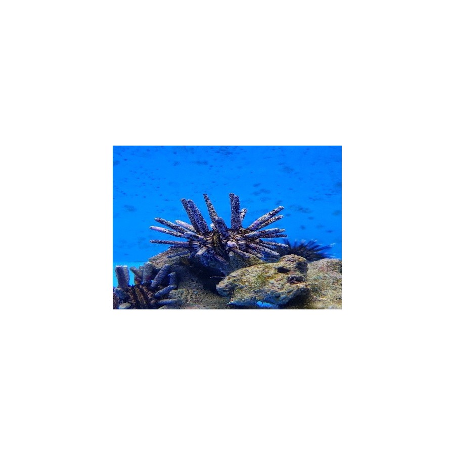 Eucidaris tribuloides - Mine Urchin