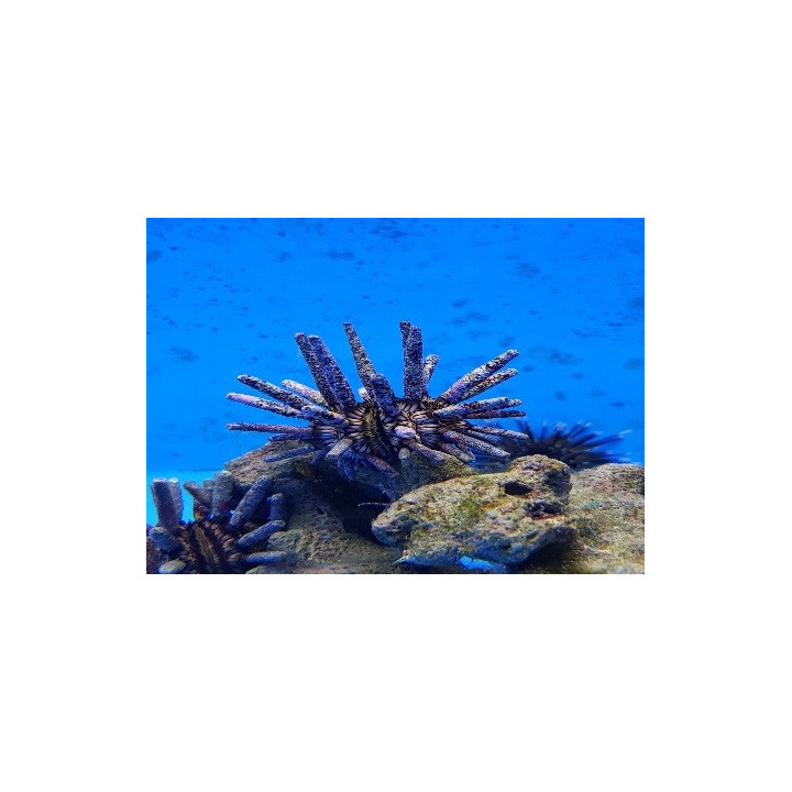 Eucidaris tribuloides - Mine Urchin