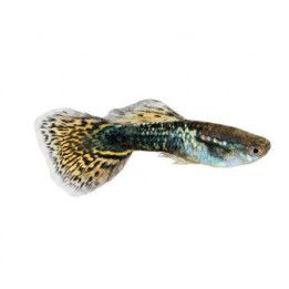 Miljoonakala koiras green tiikeri dragon 3-4,5 cm -