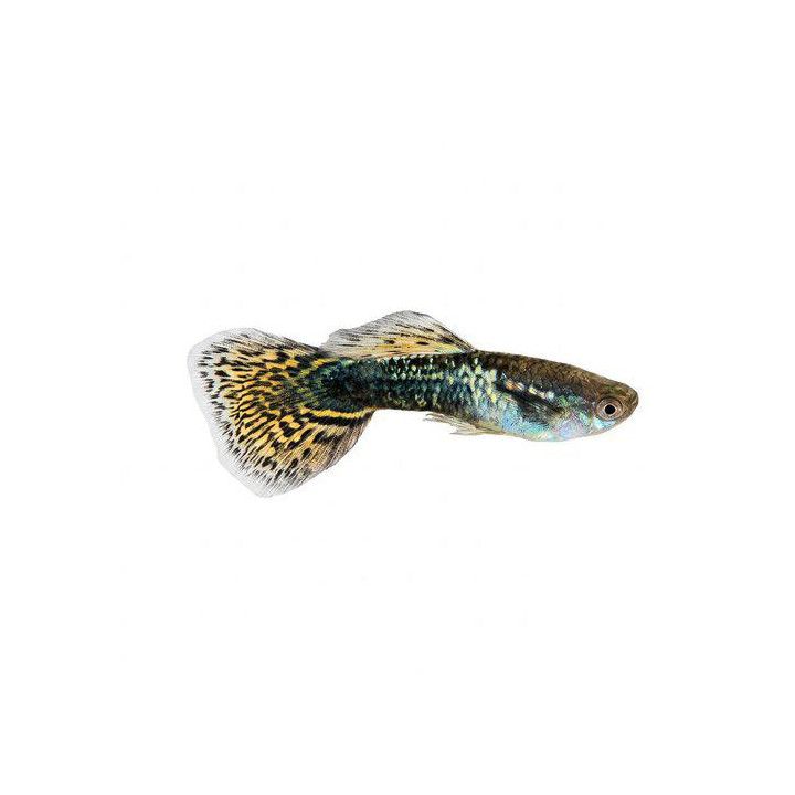 Miljoonakala koiras green tiikeri dragon 3-4,5 cm -
