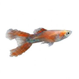 Miljoonakala koiras red scissortail 3-4,5 cm -