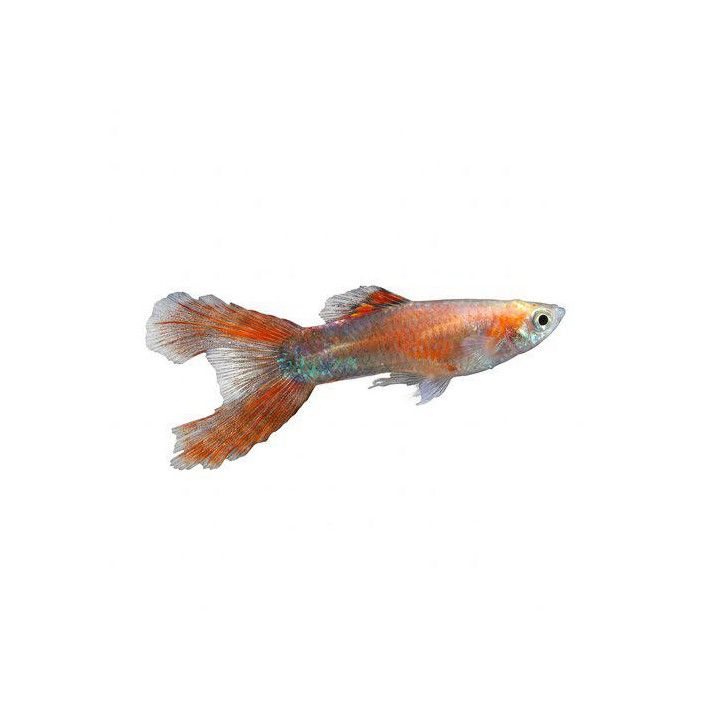 Miljoonakala koiras red scissortail 3-4,5 cm -