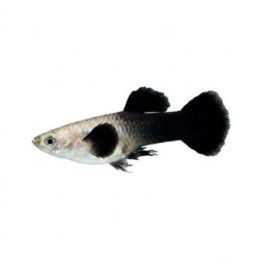 Miljoonakala koiras panda norsunkorva 3-4,5 cm -