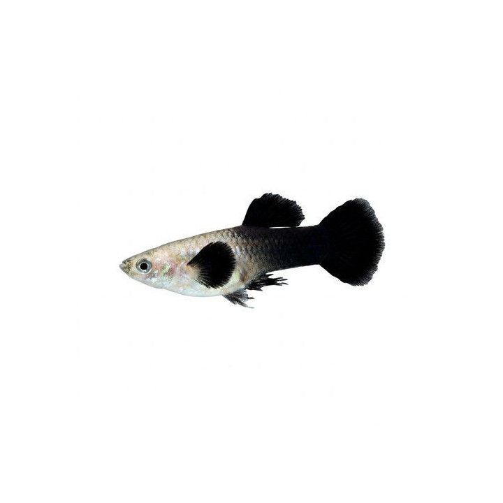 Miljoonakala koiras panda norsunkorva 3-4,5 cm -