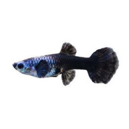 Miljoonakala naaras norsunkorva jetblack 3-4,5 cm -
