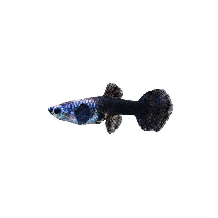 Miljoonakala naaras norsunkorva jetblack 3-4,5 cm -