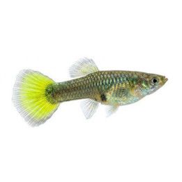 Miljoonakala naaras golden black norsunkorva 3-4,5 cm -