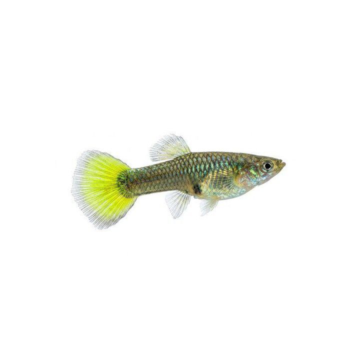 Miljoonakala naaras golden black norsunkorva 3-4,5 cm -