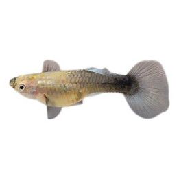 Miljoonakala naaras blue tuxedo 3-4,5 cm -