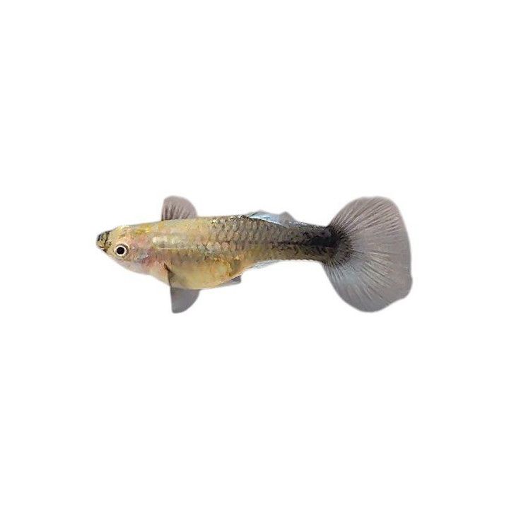 Miljoonakala naaras blue tuxedo 3-4,5 cm -
