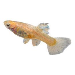 Miljoonakala naaras red eye full platinum 3-4,5 cm -