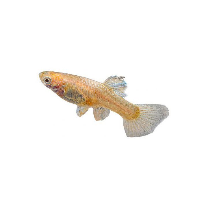 Miljoonakala naaras red eye full platinum 3-4,5 cm -